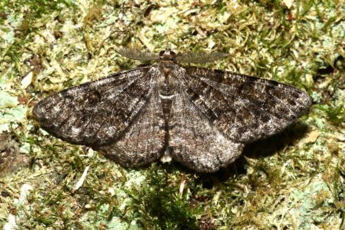 Réf. 187 314 : Deileptenia ribeata
